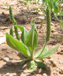 Virginia Plantain, Plantago virginica (4)