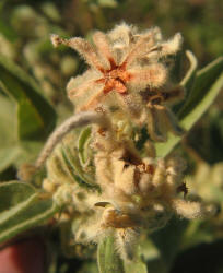 Woolly Croton, Croton capitatus var lindheimeri, VZ (2)