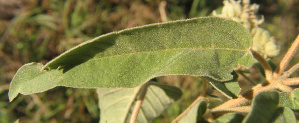 Woolly Croton, Croton capitatus var lindheimeri, VZ (3)