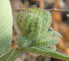 Woolly Croton, Croton capitatus var lindheimeri, VZ