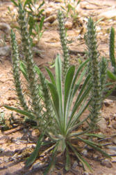 Woolly Plantain, Plantago patagonica (2)