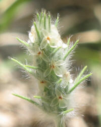 Woolly Plantain, Plantago patagonica (4)