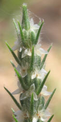 Woolly Plantain, Plantago patagonica (6)