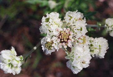 Woollywhite, Hymenopappus artemisiifolius, Hill (1)