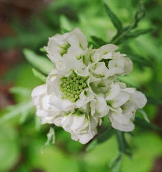 Woollywhite, Hymenopappus artemisiifolius, Hill (2)