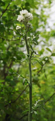 Woollywhite, Hymenopappus artemisiifolius, Hill