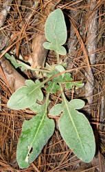 Woollywhite, Hymenopappus artemisiifolius, KO