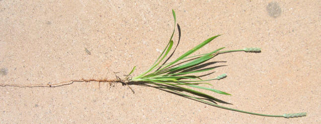 Wright's Plantain, Plantago wrightiana