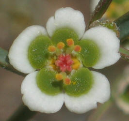 Wright's Spurge, Euphorbia wrightii (10)