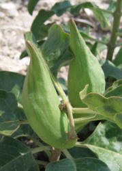 Zizotes, Asclepias oenotheroides (12)