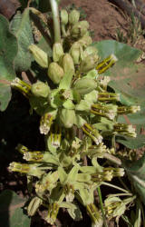 Zizotes, Asclepias oenotheroides (2)