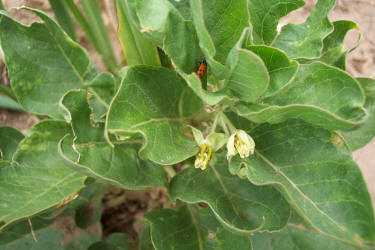 Zizotes, Asclepias oenotheroides (4)