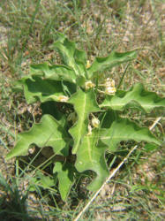 Zizotes, Asclepias oenotheroides (6)