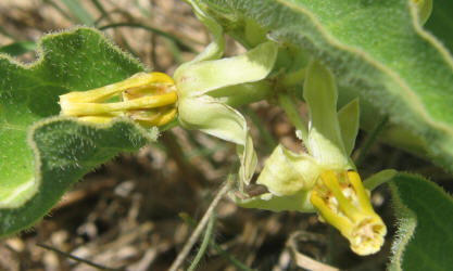 Zizotes, Asclepias oenotheroides (7)