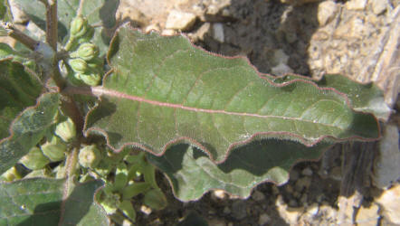 Zizotes, Asclepias oenotheroides (9)