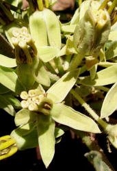 Zizotes, Asclepias oenotheroides