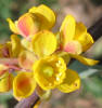 Agarita, Mahonia trifoliolata (2)