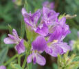 Alfalfa, Medicago sativa (4)