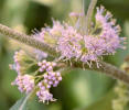 American Beautyberry, Callicarpa americana, Hill