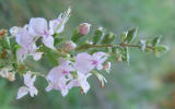 American Germander, Teucrium canadense