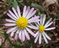 Annual Aster, Aster subulatus (2)