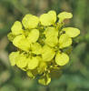 Annual Bastard Cabbage, Rapistrum rugosum (8)