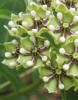 Antelope Horns, Asclepias asperula (12)