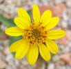 Awnless Bush Sunflower, Simsia calva (7)