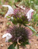 Basil Beebalm, Monarda clinopodioides (1)