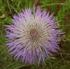 Basket Flower, Centaurea americana