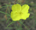 Berlander's Sundrops, Calylophus  berlandieri, CA