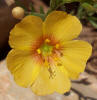 Berlandier's Yellow Flax, Linum berlandieri