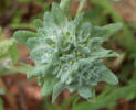 Bighead Pygmycudweed, Evax prolifera