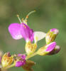 Black Dalea, Dalea frutescens, A (2)