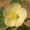 Bladderpod Sida, Rhynchosida physocalyx (6)