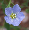 Blue Flax, Linum pratense