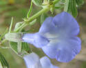 Blue Sage, Salvia azurea (1)