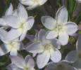 Blue Star, Amsonia ciliata (3)
