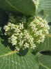 Broadleaf Milkweed, Asclepias latifolia (6)