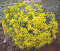 Broom Snakeweed, Gutierrezia sarothrae, A (2)