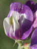 Buffalo Clover, Lindheimer's Milkvetch, Astragalus lindheimeri (14)