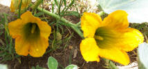 Buffalo Gourd, Cucurbita foetidissima (2)