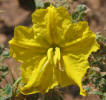 Buffalo-bur, Solanum rostratum (12)