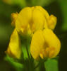 Burclover, Medicago polymorpha (6)