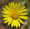 Camphorweed, Heterotheca subaxillaris (9)