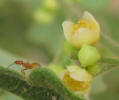 Carolina Snailseed, Cocculus carolinus, B (4)