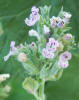 Catnip, Nepeta cataria (2)