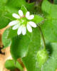 Chickweed, Stellaria media (4)