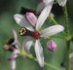 Chinaberry, Melia azedarach (6)
