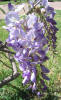 Chinese Wisteria, Wisteria sinensis